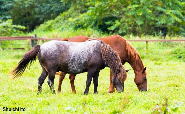 Shuichi Ito horses